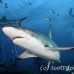 shark_reef_grey_ver_h_0803_yap2262.jpg